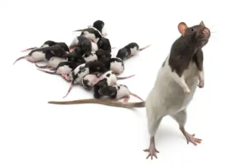 مكافحة الفئران التجمع الخامس: 4 أسباب تجعل فيلتك بيئة مثالية لغزو القوارض